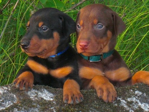 Doberman pinscher cuccioli - pinscher,