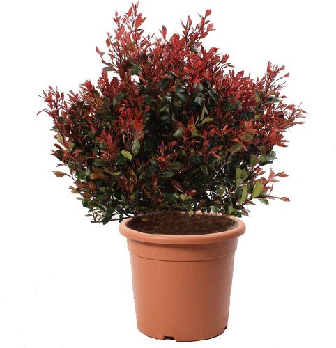 Photinia little red robin - little,