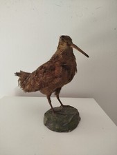 TROFEO DI CACCIA TASSIDERMIA BECCACCE  TAXIDERMY VINTAGE