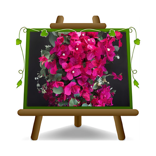 Bougainville californiana - bougainville,