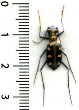 Cicindelidae - CICINDELA
