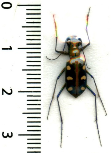 Cicindelidae cicindela - cicindelidae,