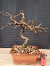 bonsai di melo   h 30 cm