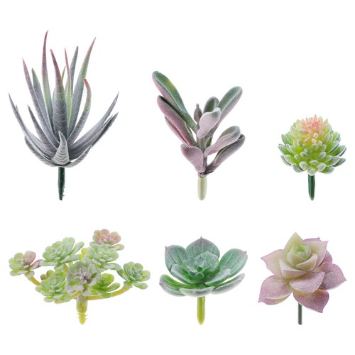 Bonsai succulento succulente - bonsai,