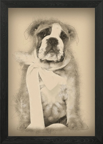 English bulldog puppy - puppy, 2