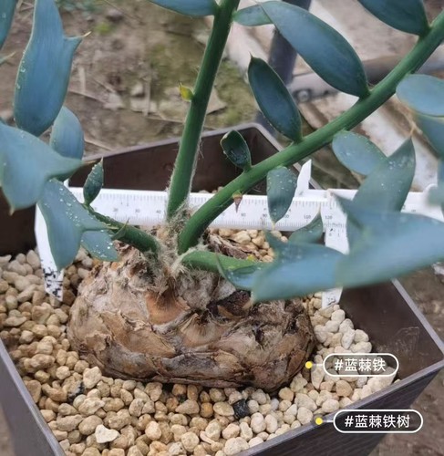 Encephalartos horridus wysiwyg - encephalartos,