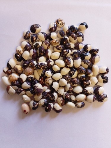 250 semi fagioli suocera - 250,