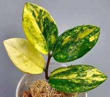 Zamioculcas Zamiifolia Aurea Variegata - Alta Qualità 
