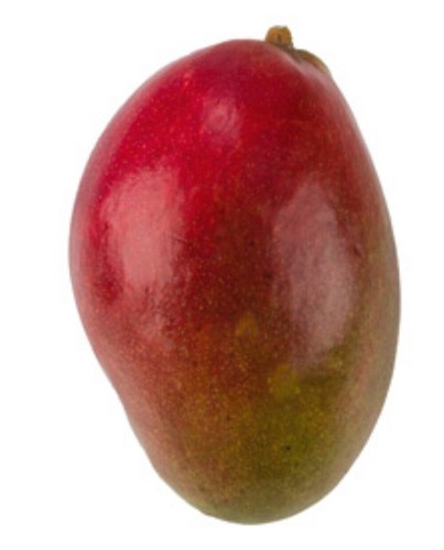 Pianta mango mangifera - pianta,