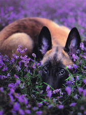 Cartolina * Cucciolo di