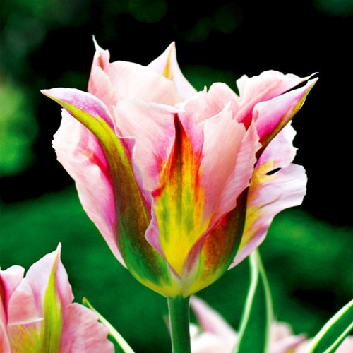 Tulipani bulbi fiori - bulbi,