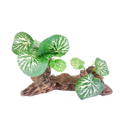 Piante per acquario - , ornamento
