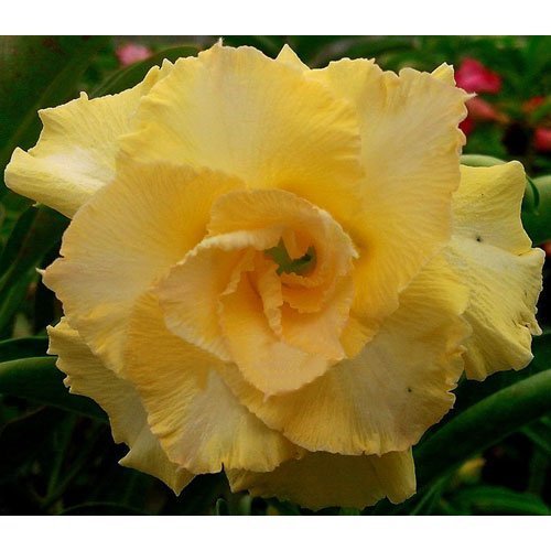 Semi adenium obesum - semi, di