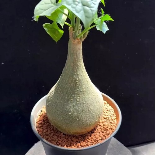 Pianta cactus succulenta - di,