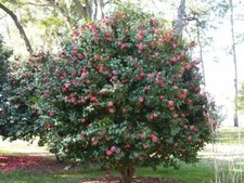 CAMELLIA JAPONICA -Camellia