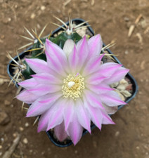 GYMNOCALYCIUM REDUCTUM