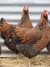 uova FERTILI FECONDE, razza