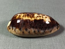 Cypraea testudinaria, Sulawesi, Indonesia, 80,5 mm, NICE
