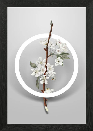 Poster vintage muschiato - , pera