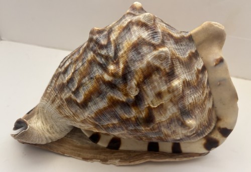 Grande conchiglia tromba - , 9”