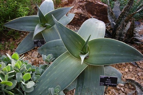 Aloe striata semi freschi - semi,