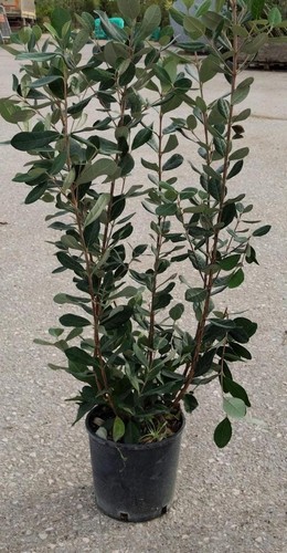 Piante feijoa v18 - 50, di