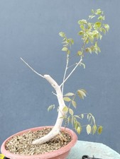Bonsai di Glicine 50x15cm In