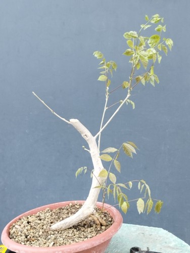 Bonsai glicine 50x15cm in - di,