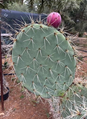 Opuntia engelmannii talea - sp,