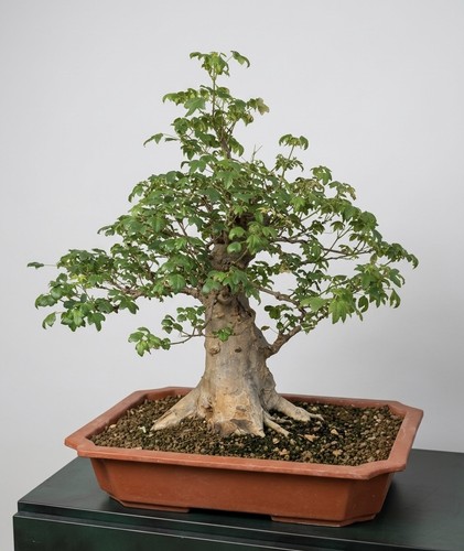 Bonsai acero tridente
