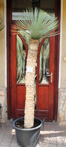 Yucca rostrata tronco 215 cm - 215,