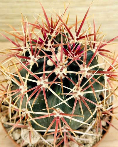Ferocactus gracilis pot 8 - gracilis,