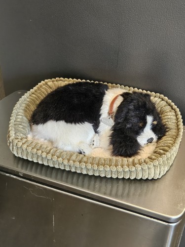 Perfetto petzzz cavalier king - perfetto,