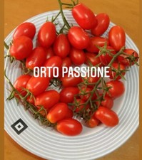 25 Semi Pomodoro datterino