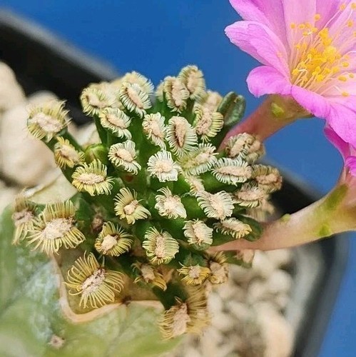 Mammillaria bertholdii