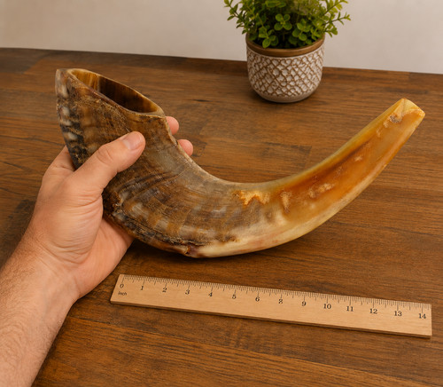 Kosher ram horn shofar mezzo - ram,