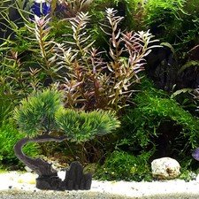  Piante Finte Acquario