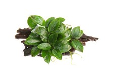 Dennerle piante decorative