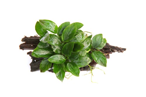 Dennerle piante decorative