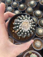 Discocactus Horstii Flowering