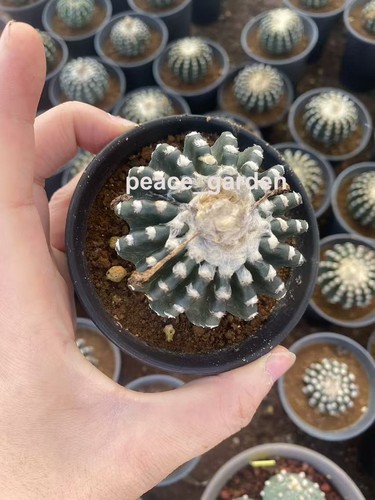 Discocactus horstii cactus - discocactus,