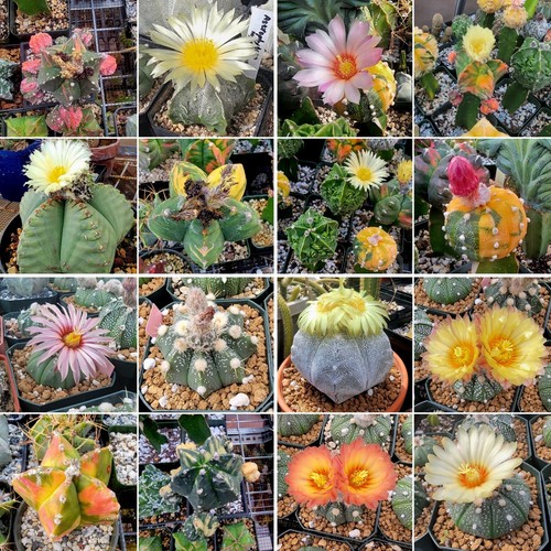 Astrophytum premium mix 100 - , (100