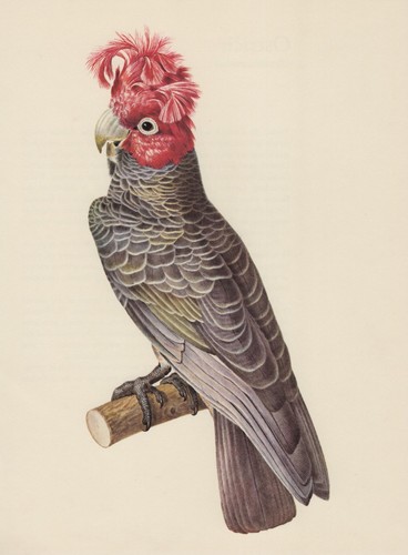 Ara rosso chiaro - (ara, macao)
