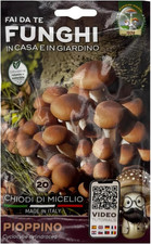 20 Chiodi Di Micelio Funghi