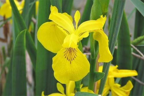 Iris pseudacorus - iris,