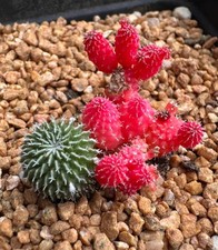 Turbinicarpus pseudopectinatus