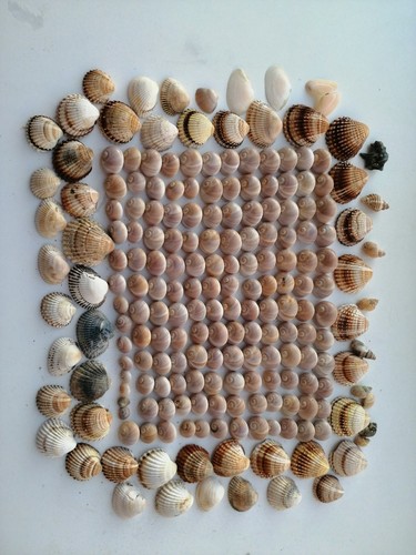 Conchiglie miste mar - , adriatico