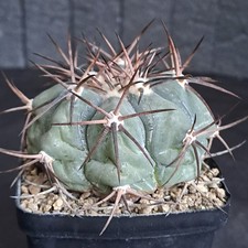 Echinocactus horizonthalonius