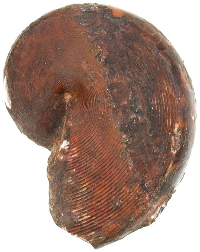 Trias cladiscites pusillus - cladiscites,