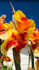 Thai sunray canna - sunray, rizomi